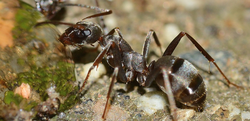 černý mravenec