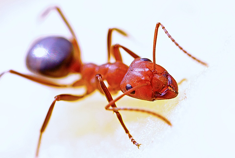 červený mravenec