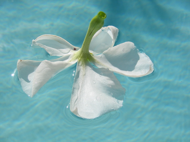 bílý květ na hladině bazénu.jpg